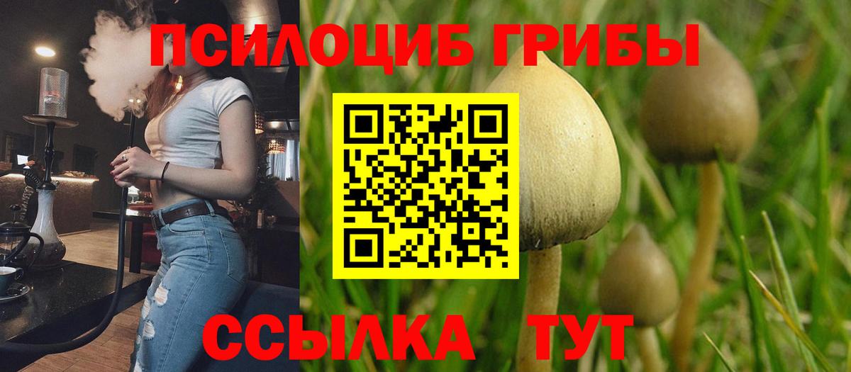 как найти закладки  Вход с VPN  Отрадный  Галлюциногенные грибы мухоморы  Галлюциногенные грибы Psilocybe 